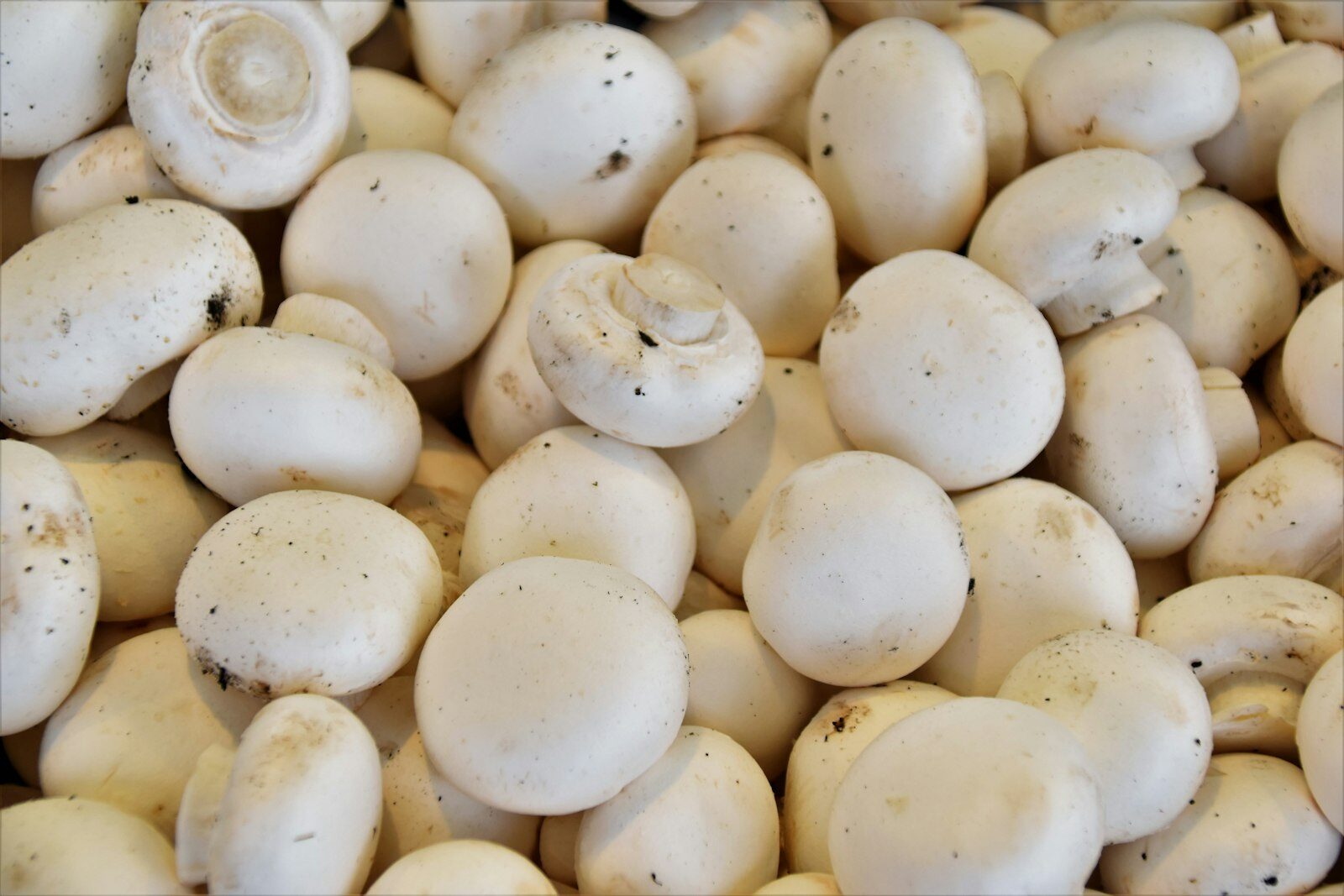 Champignons de Paris blancs bio en gros plan, prêts à être récoltés
