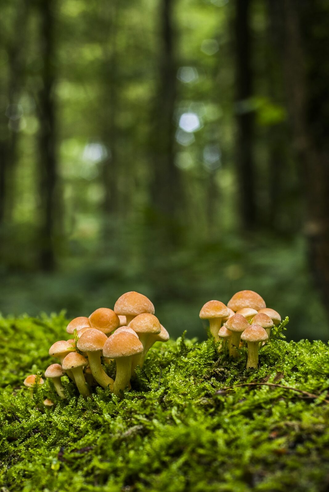 Petits champignons sauvages poussant sur un tapis de mousse en forêt