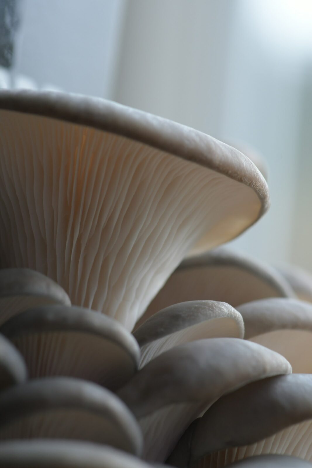 Grappe de pleurotes bio éclairée par la lumière naturelle, cultivée à la maison