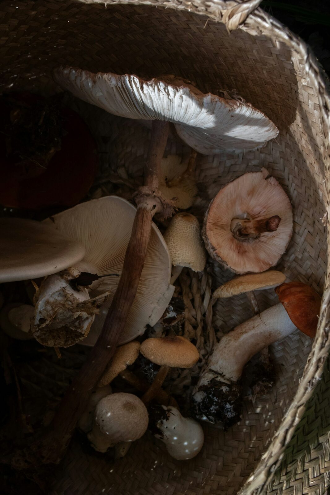 Coffret cadeau garni de champignons bio variés, idéal à offrir