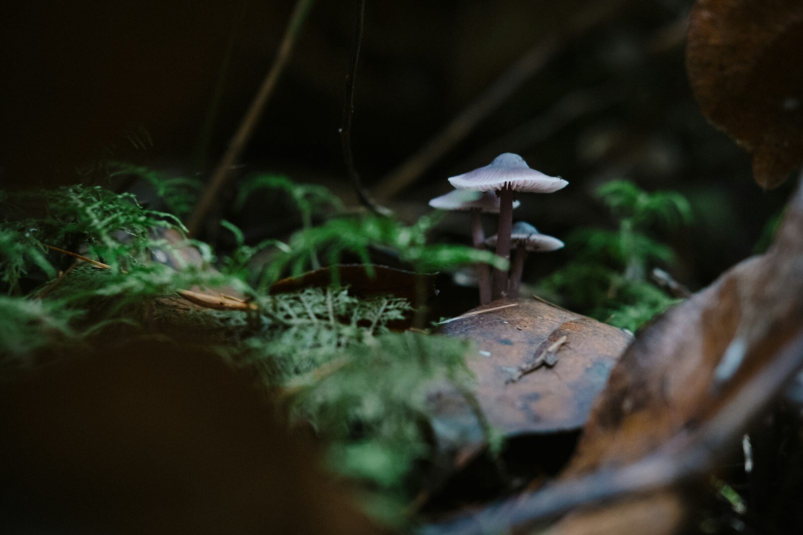 Petits champignons pied bleu à chapeau violacé poussant sur un tapis de mousse