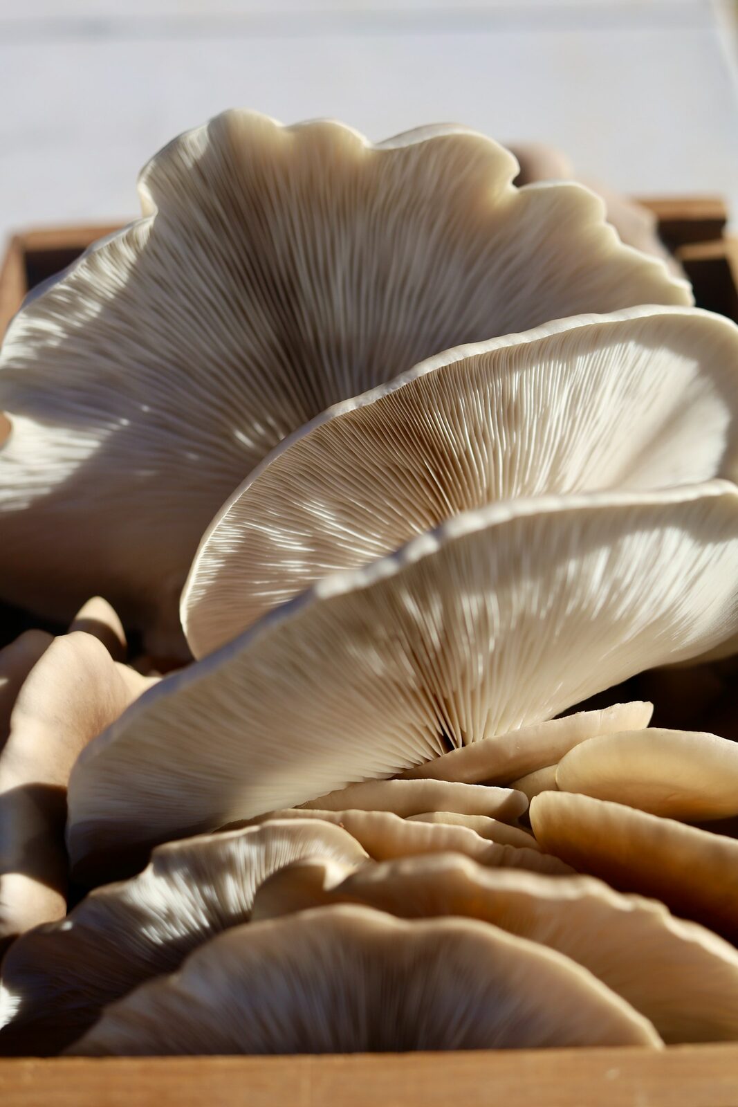 Grappe de pleurotes grises fraîches aux lamelles visibles, cultivées à partir d'un kit bio