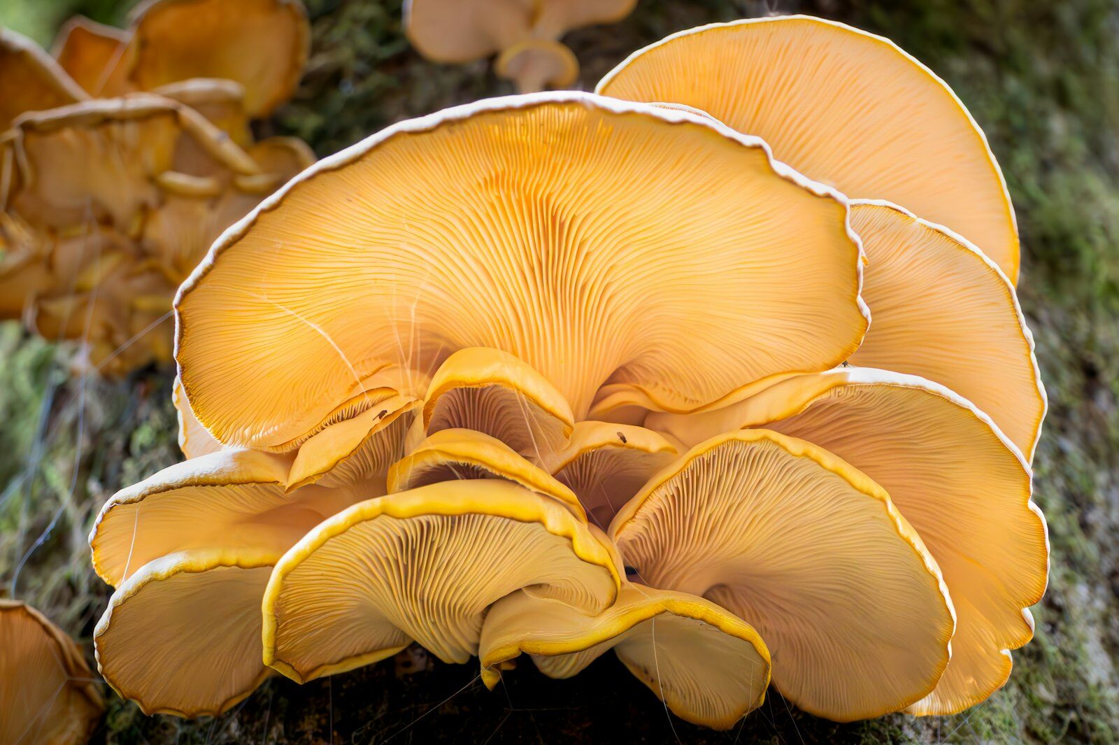Grappe de pleurotes jaunes bio en pleine pousse, variété phare de nos kits de culture