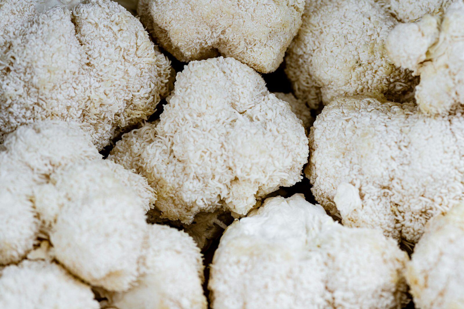 Champignon pom pom blanc (Hericium erinaceus) à la texture duveteuse caractéristique